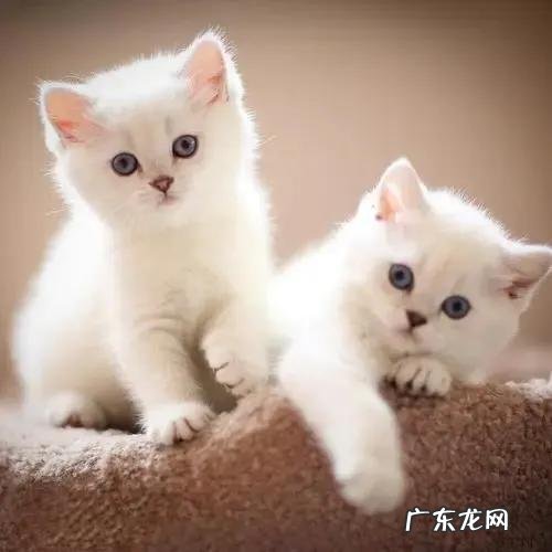 猫真的会转世遇到你吗 猫有九条命是真的吗?