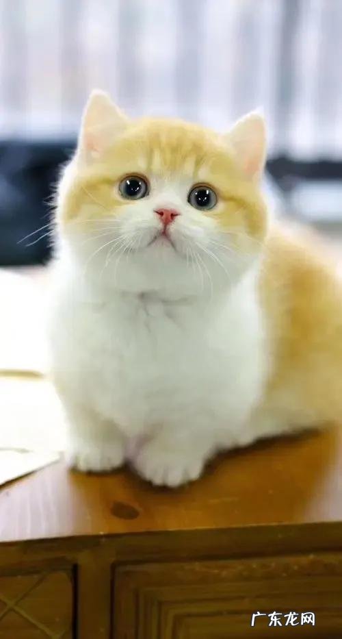 猫真的会转世遇到你吗 猫有九条命是真的吗?