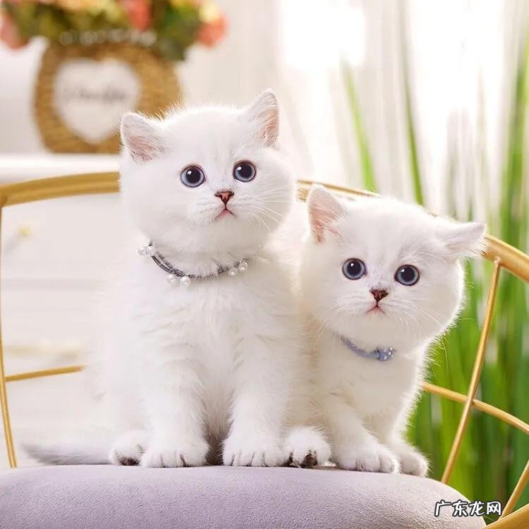 猫真的会转世遇到你吗 猫有九条命是真的吗?