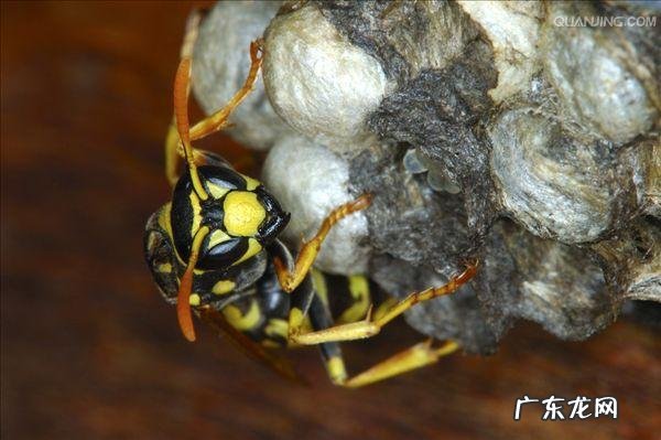 马蜂是害虫吗