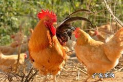 三黄鸡的功效与作用？三黄鸡怎么挑选和保存？