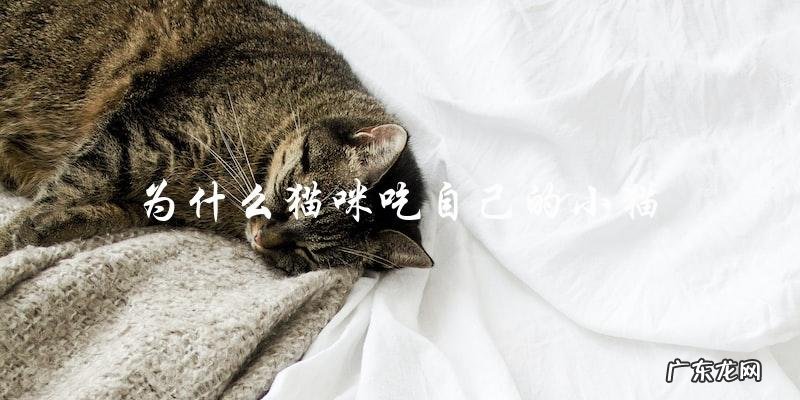 为什么猫咪会吃自己的小猫?