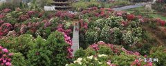 百里杜鹃在毕节哪个县,百里杜鹃在贵州毕节哪个县