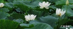 白色象征着什么,绿色和白色象征着什么