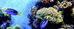 什么叫生物,什么叫生物工程类