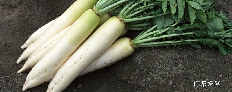 萝卜有几种品种,萝卜有几种品种国片