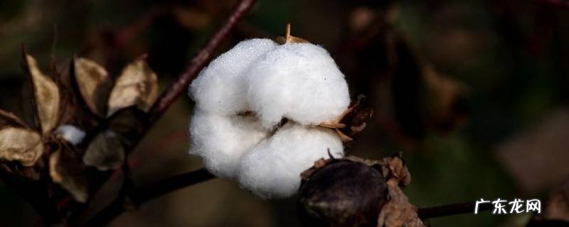 木头棉花属于什么材料,木头棉花属于什么材料?