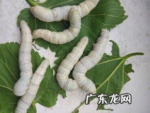 二龄蚕到三龄蚕要多久?养二龄蚕和养三龄蚕的区别在哪里呢?