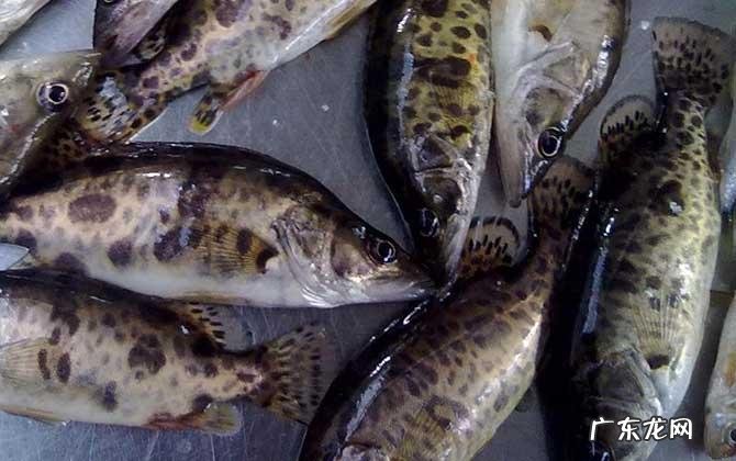 桂鱼多少钱一斤市场价2022