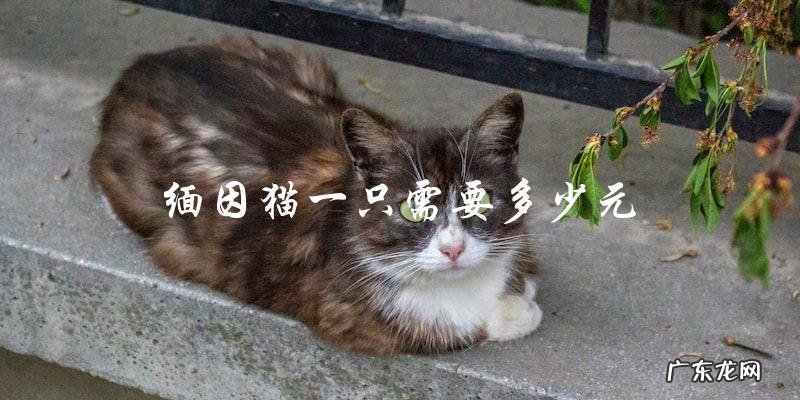 购买一只缅因猫需要多少元?