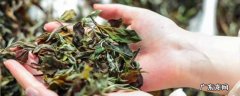 白茶由来,白茶由来的介绍