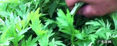 艾叶可以蒸着吃吗,艾叶蒸着吃好吗