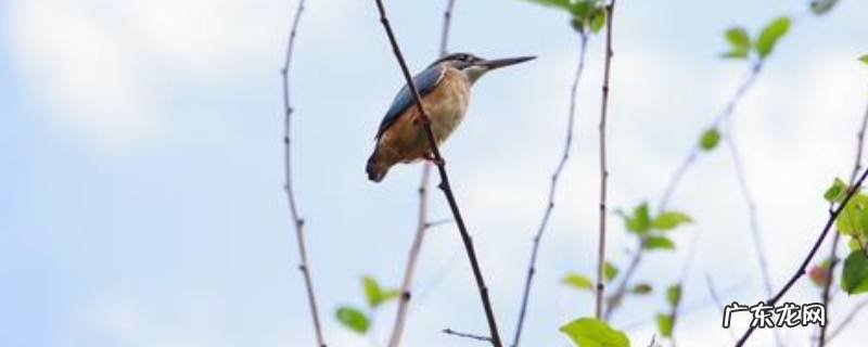 动物植物人类的生活需要充足的什么,动物、植物、人类的生活需要充足的什么