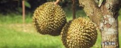 榴莲没熟蒸熟了能吃吗,榴莲没熟可不可以放锅里蒸的吃