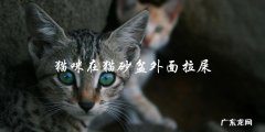 猫咪为什么会在猫砂盆外面拉屎？
