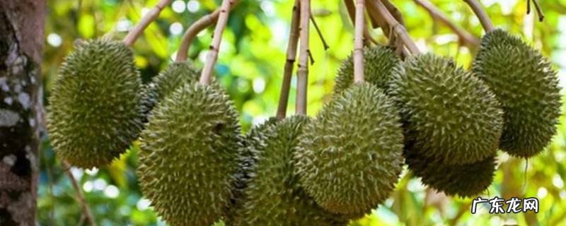 榴莲放冰箱出水了还能吃吗,榴莲冷藏出水还能吃吗