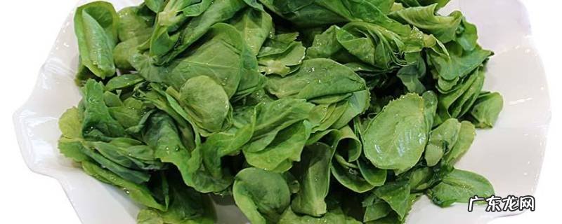 豆妃是什么蔬菜,豆妃是什么植物
