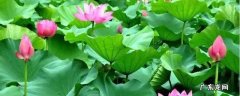 荷花和莲花哪个结莲藕,荷花和莲藕有什么关系