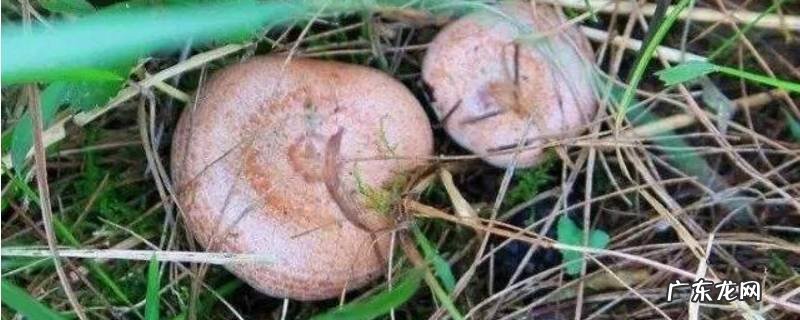 毛草菇怎么保存,白蘑菇怎样保存