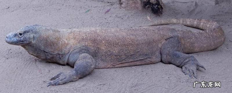 科摩多龙是蜥蜴还是龙,科莫多龙和蜥蜴有什么区别