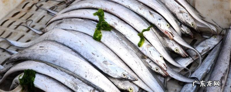 刀鱼和带鱼有什么区别,刀鱼和带鱼是一种鱼吗