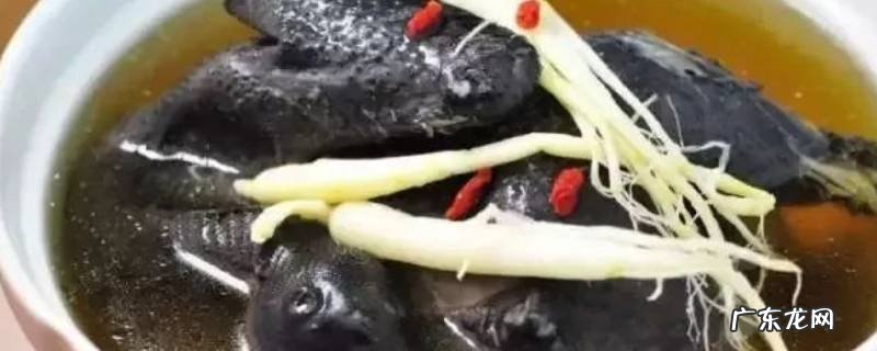 煲鸡汤选用什么鸡比较好,煲鸡汤选什么鸡最好