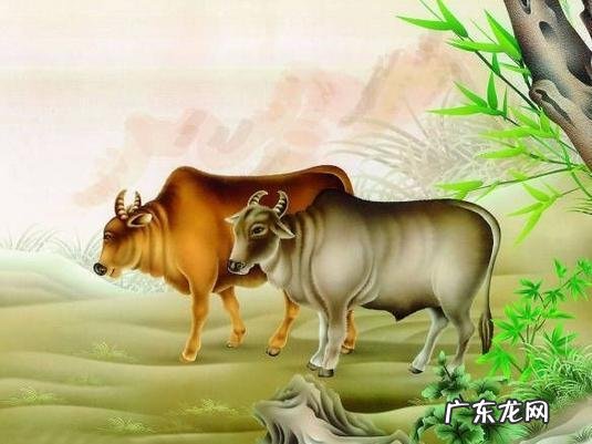 属牛适合住几楼