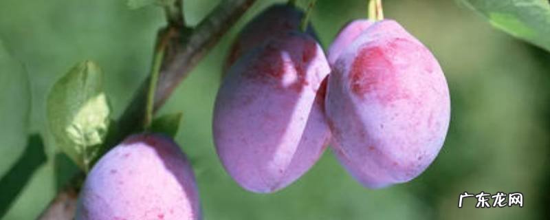 西梅外面的白霜是什么,西梅干上的白霜