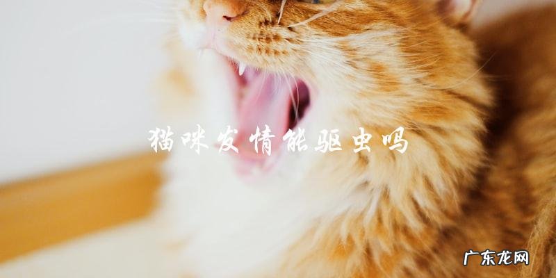 猫咪发情期间可以用来驱虫吗?