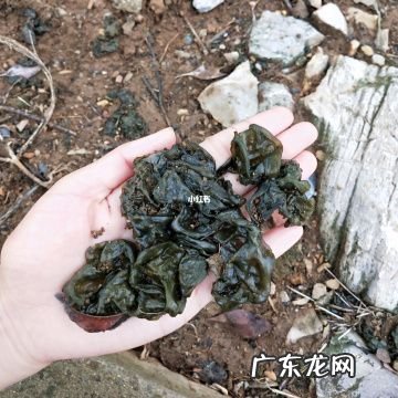 地皮菜洗完后怎么保存?教你一招,简单又方便!