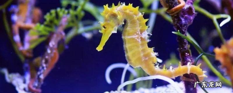 海马是哪类动物,海马是哪类动物微博
