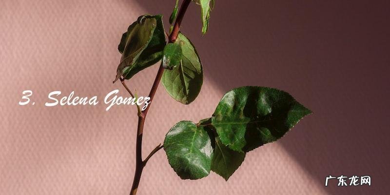 全球最美明星前100名