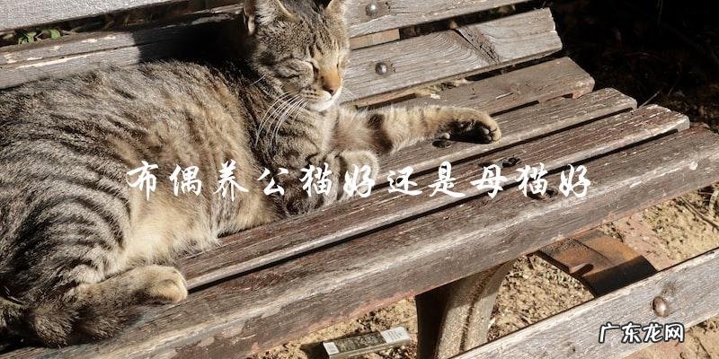 养布偶猫,是选择公猫还是母猫更好?