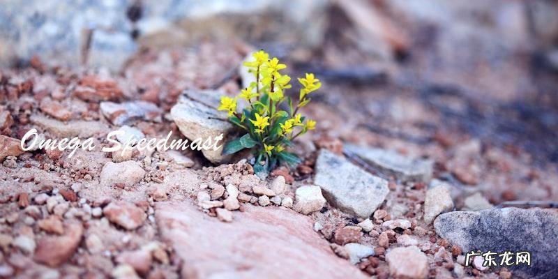 男士手表排行榜前10名