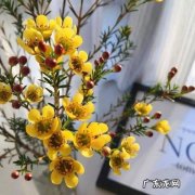 染色的澳洲腊梅有毒吗