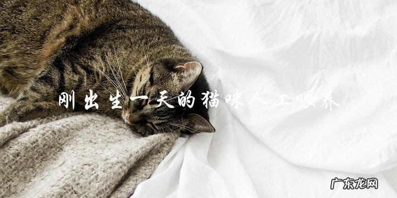 如何人工喂养刚出生一天的猫咪？