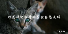 你知道狸花猫幼猫开始养的时候，它们的性格会是怎样的吗？