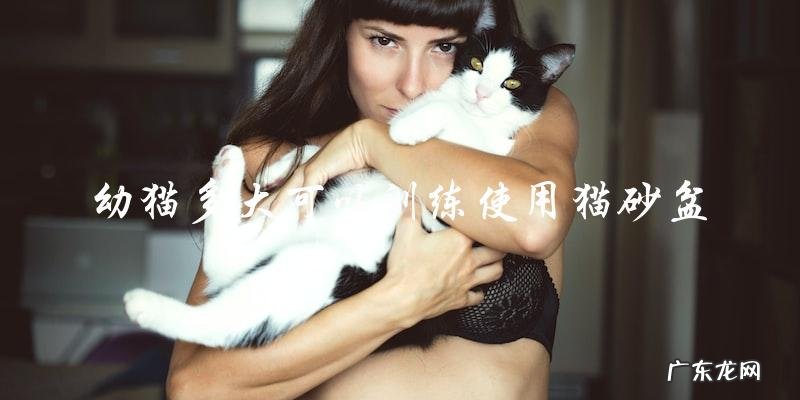 幼猫需要多大才能开始训练使用猫砂盆?