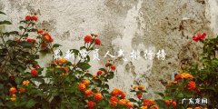 谁能问鼎榜首？最新演员人气排行榜！