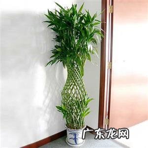弯的富贵竹叫什么