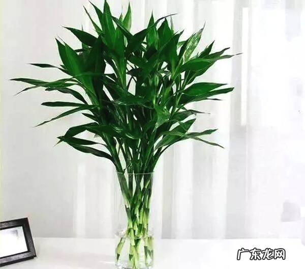 弯的富贵竹叫什么