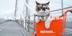 如何用简单的方法画出逼真的猫咪？