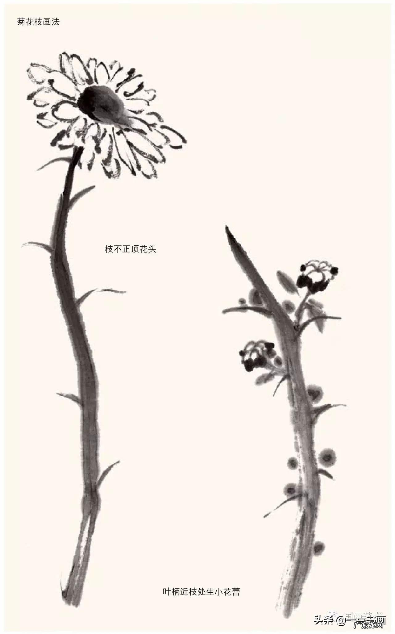 菊花如何画 菊花要怎么画