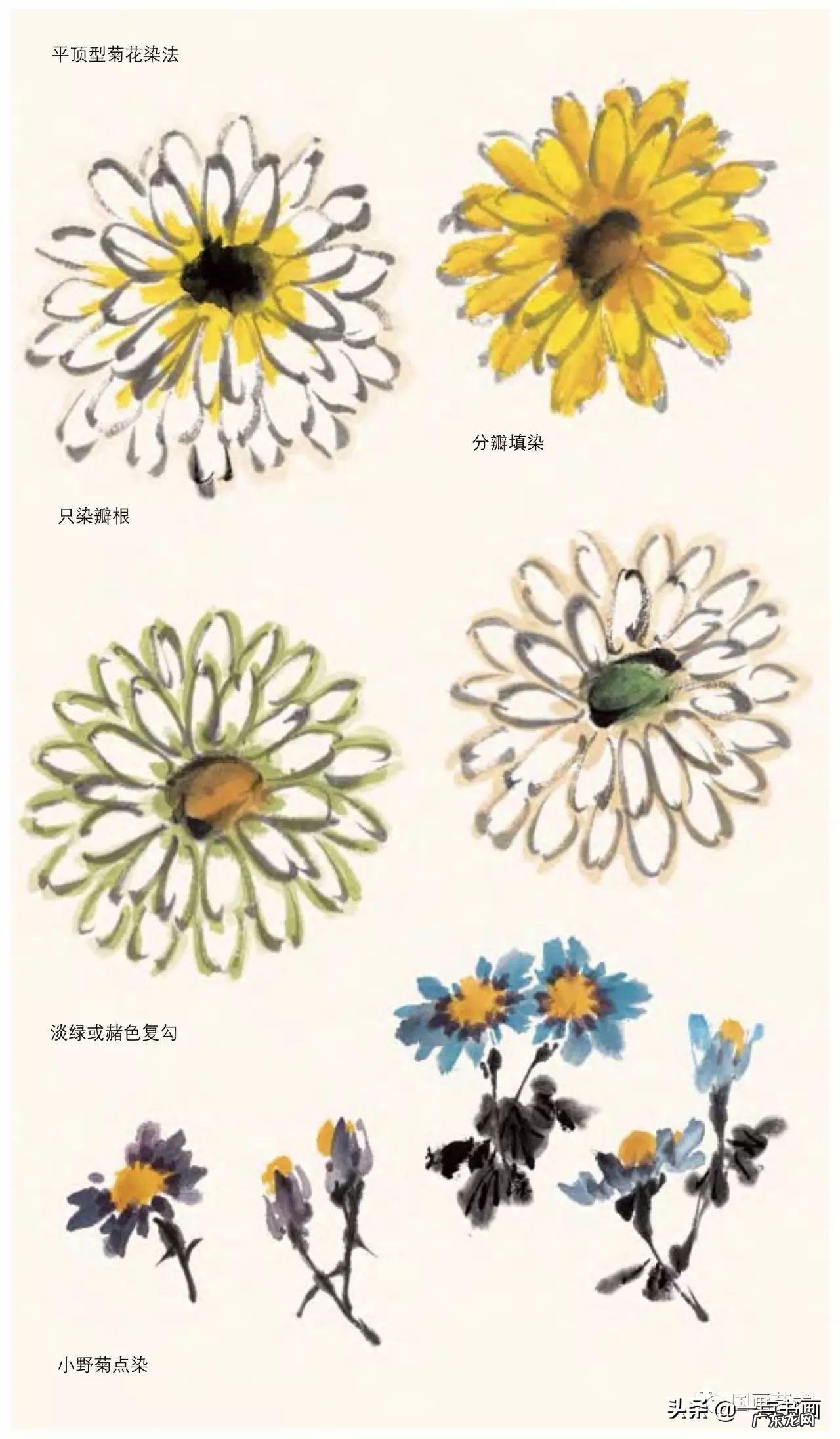 菊花如何画 菊花要怎么画