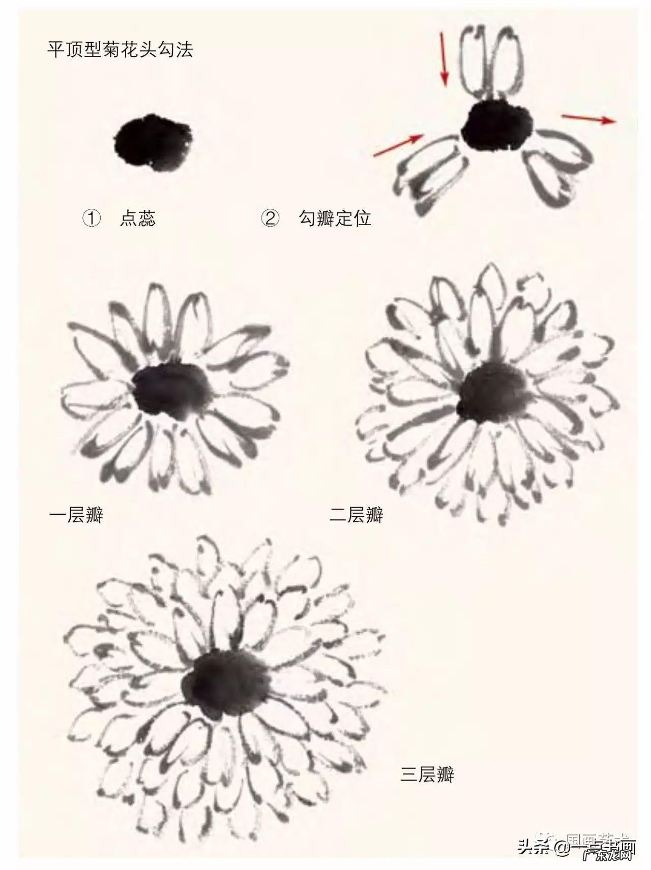 菊花如何画 菊花要怎么画