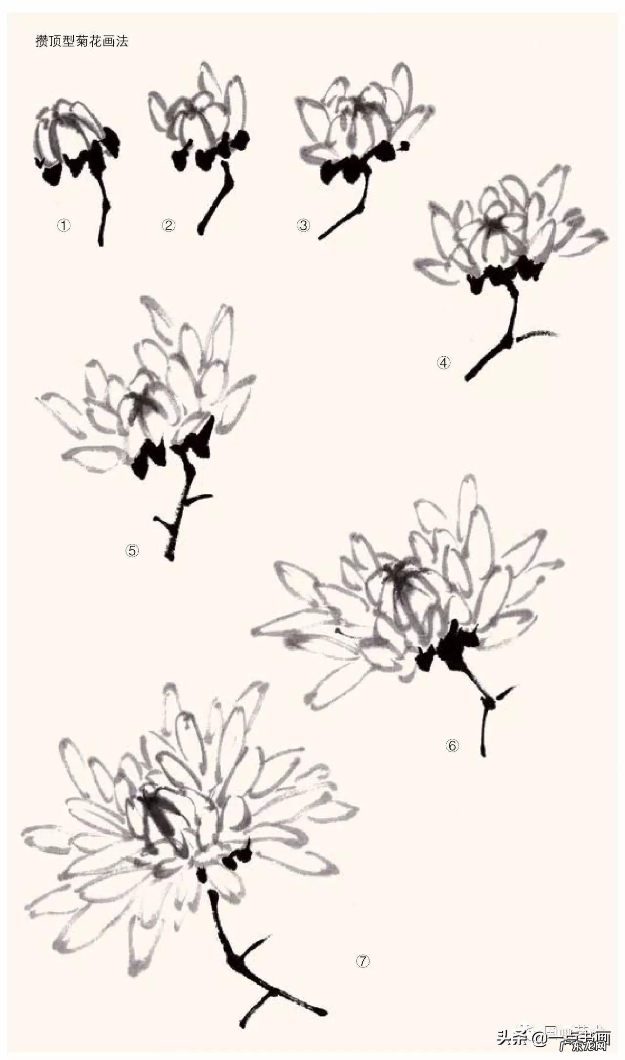 菊花如何画 菊花要怎么画