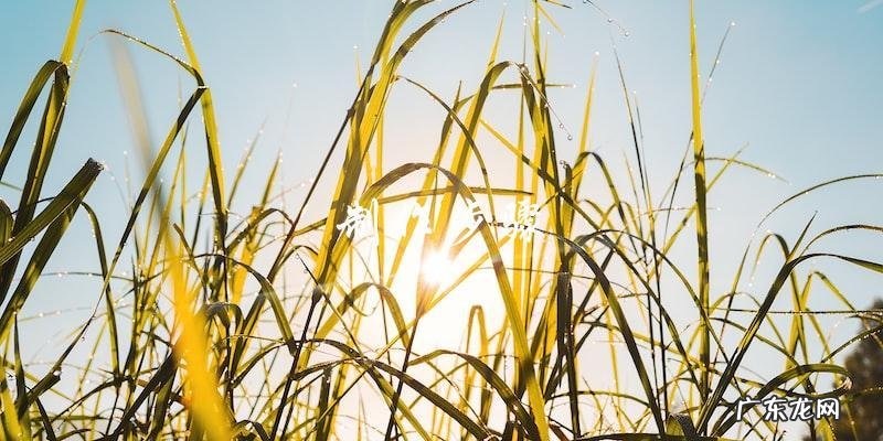 小墨鱼仔的家常做法窍门,让你轻松掌握!