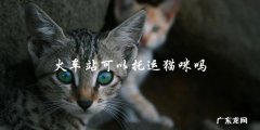 是否可以在火车站托运猫咪？