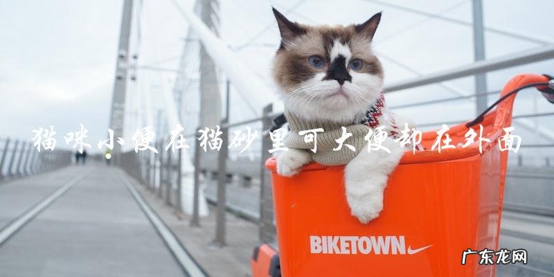 为什么猫咪会在猫砂里小便,却在外面大便呢?
