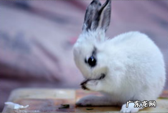 金乌玉兔代指什么
